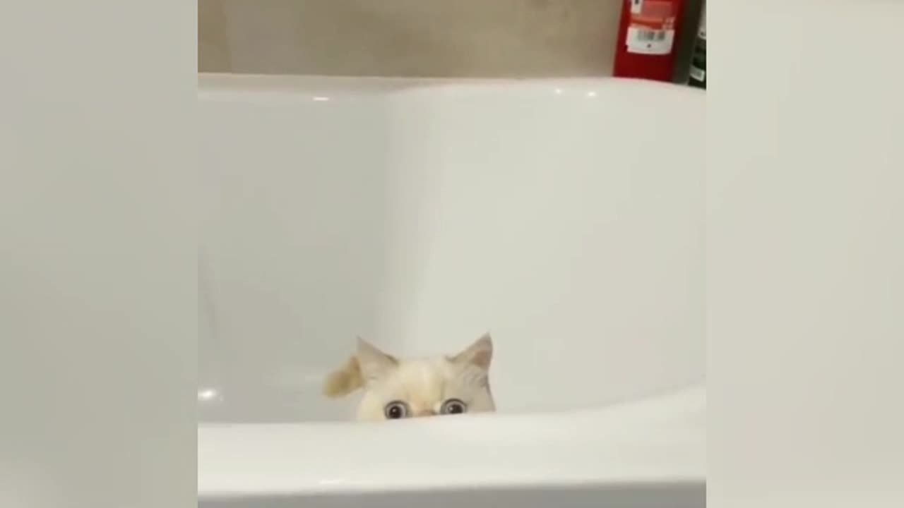 Funny cats and dogs compilation