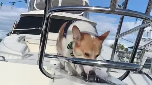 Everyone applaud Cooper pls #corgi #dogsoftiktok #puppy #boat