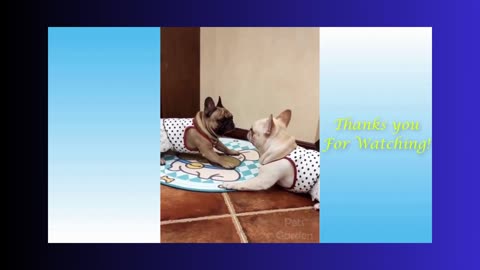 Funny Animals and Pets 2023