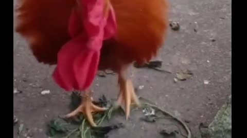 Beautiful Animal Funny video