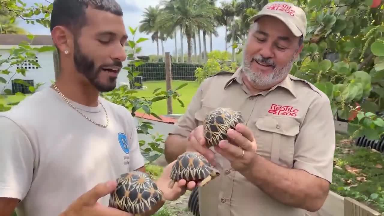 All kinds of strange animals at the zoo