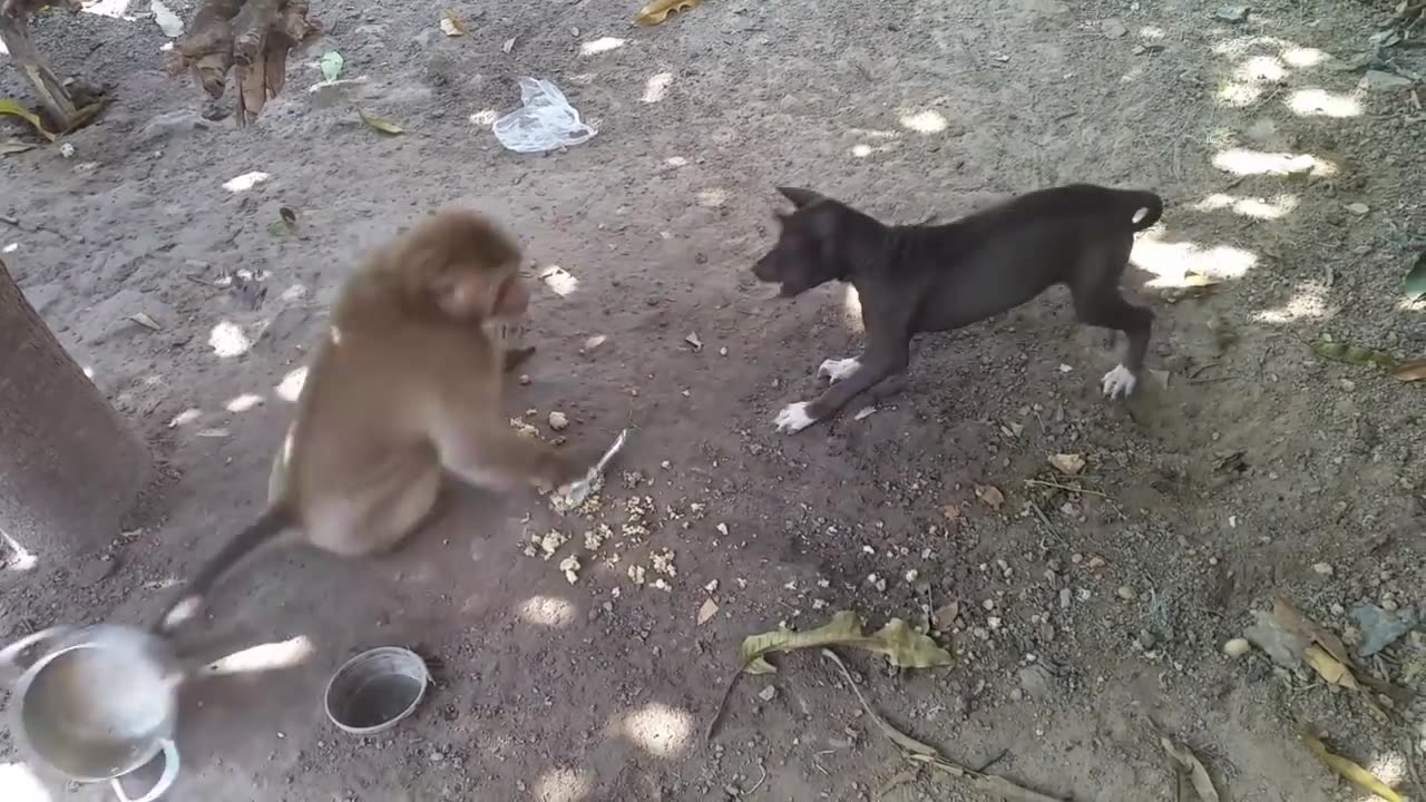 MONKEY VS DOG REAL FIGHT