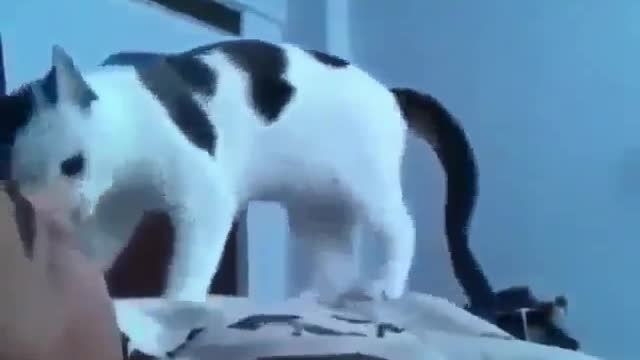 cat wakes up owner