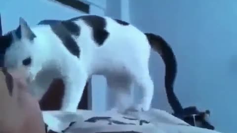 cat wakes up owner