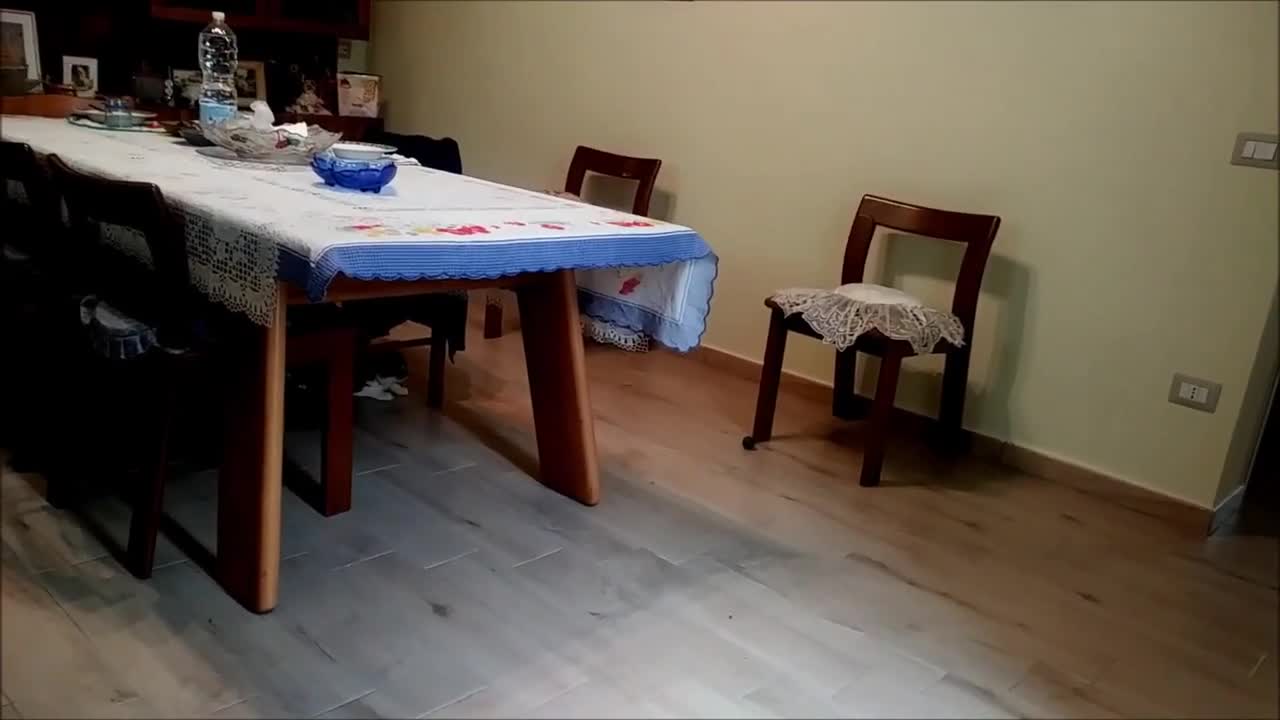 🐱 Unleash the Cuteness: Watch this Cat Perform Unbelievable Tricks!