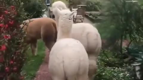 Alpaca