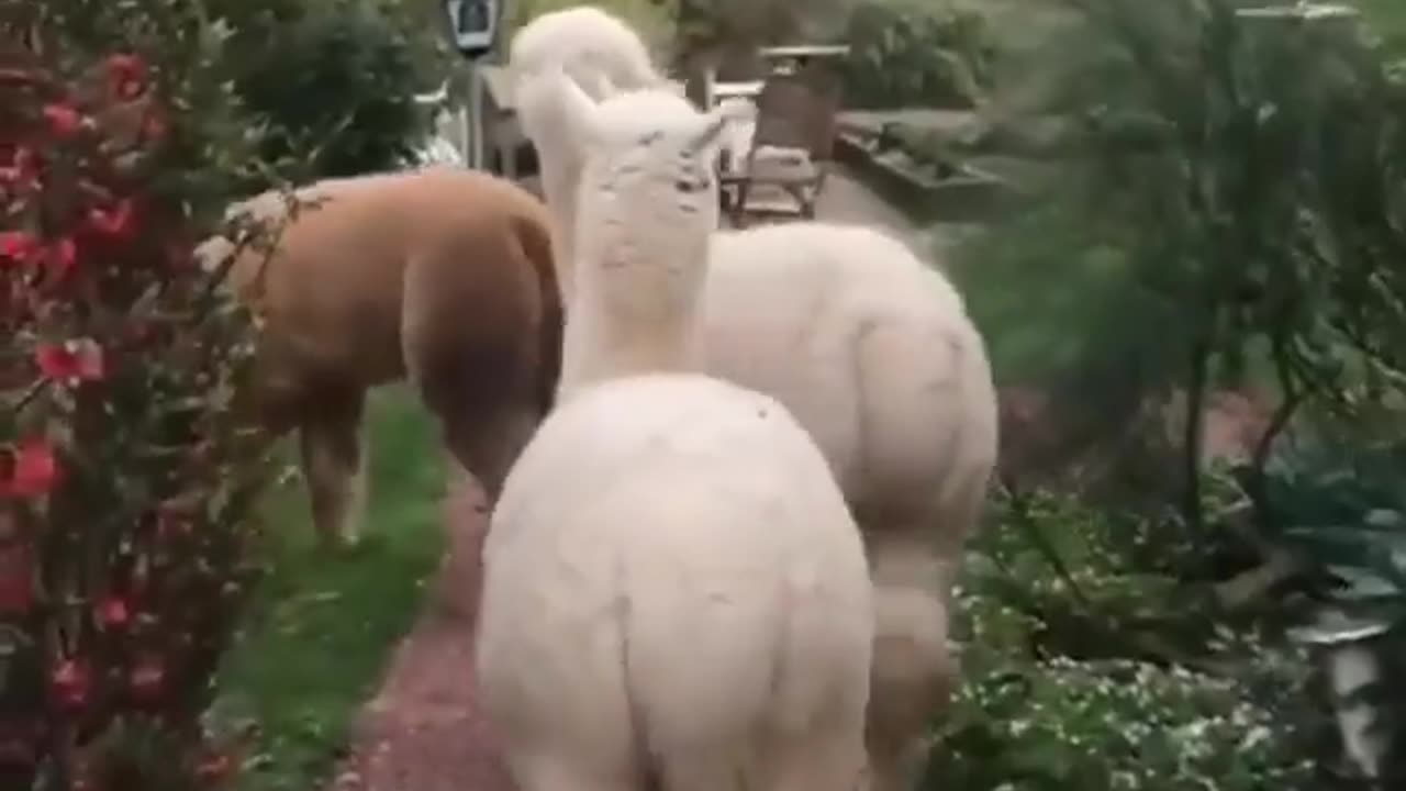 Alpaca