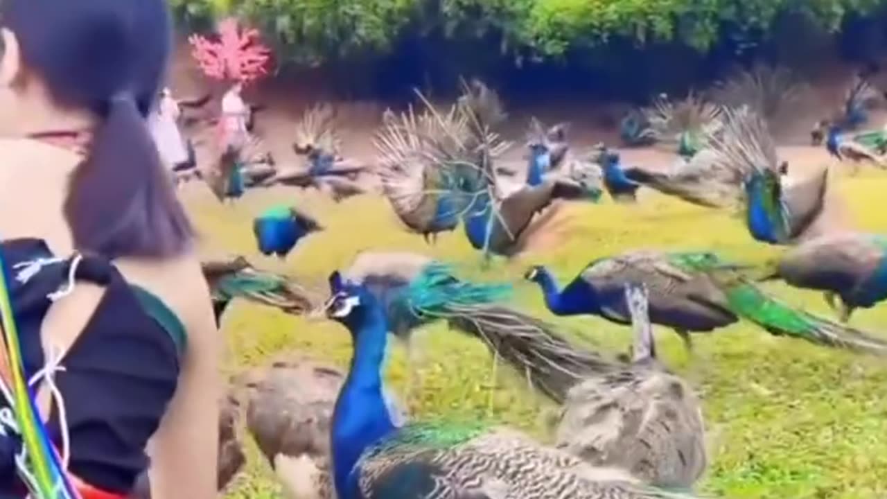 Peacock