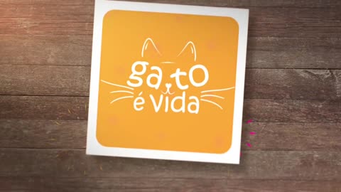 cat family at home #cat family at home