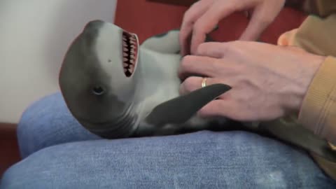 Surprised Baby Shark