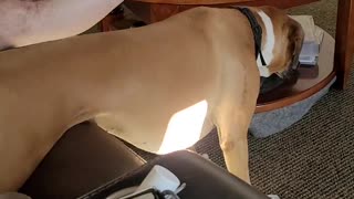 Independent Doggy Scratches Her Own Belly