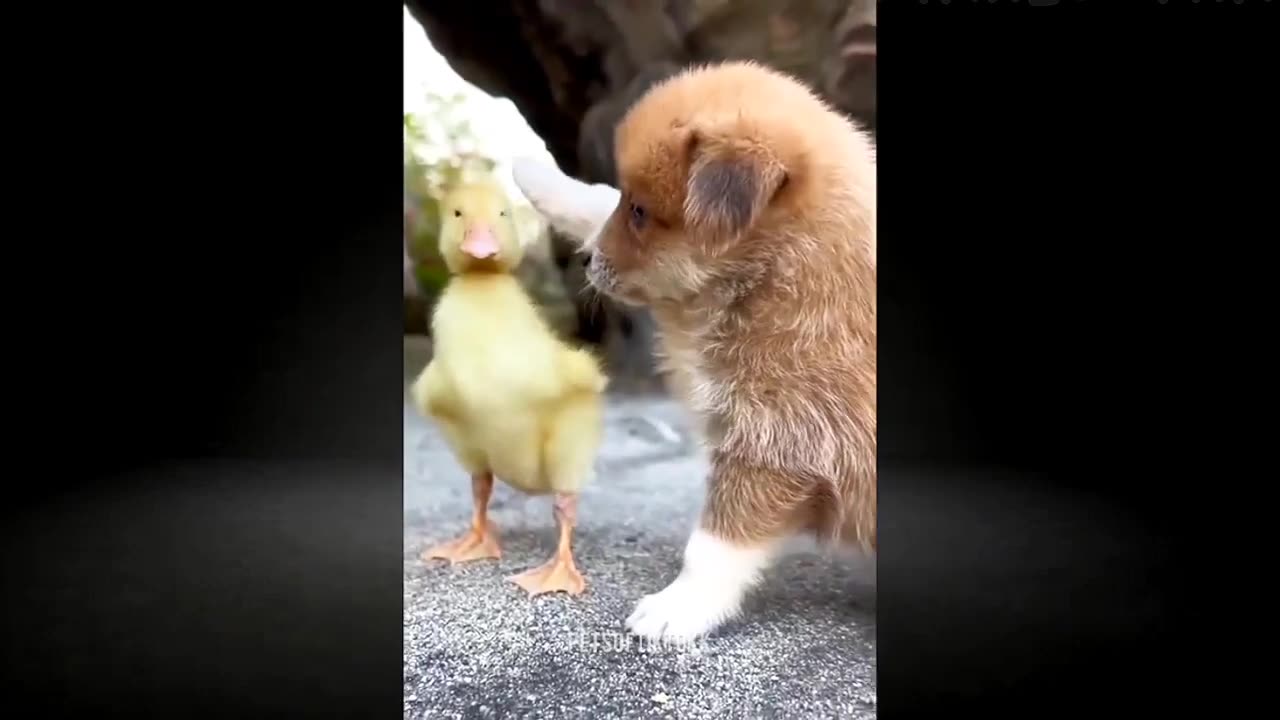 Funny Animal Videos 2023 Funniest Dogs And Cats Videos