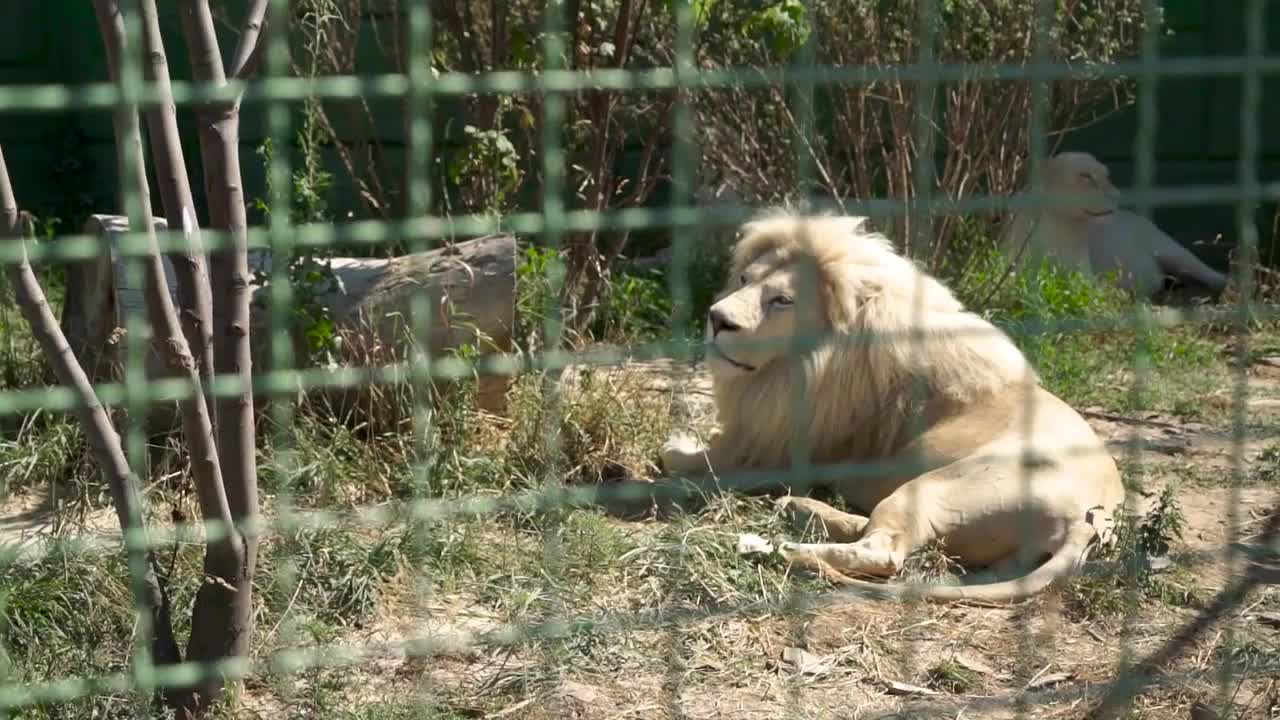 Lioness rest at the zoo