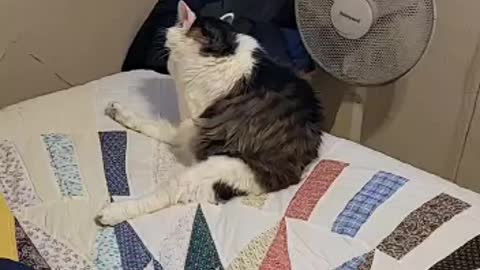 Crazy cat having bath