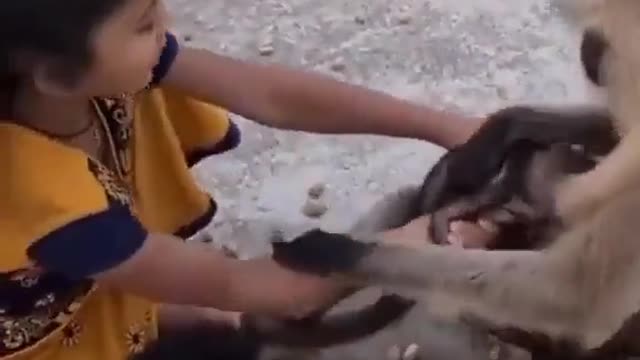 Sweet Indian Girl playing with Baboons kid