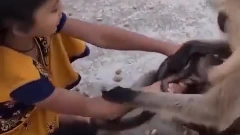 Sweet Indian Girl playing with Baboons kid