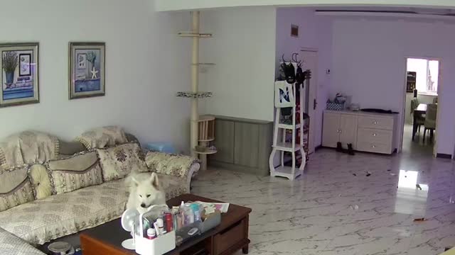 Am I cute, Samoyed