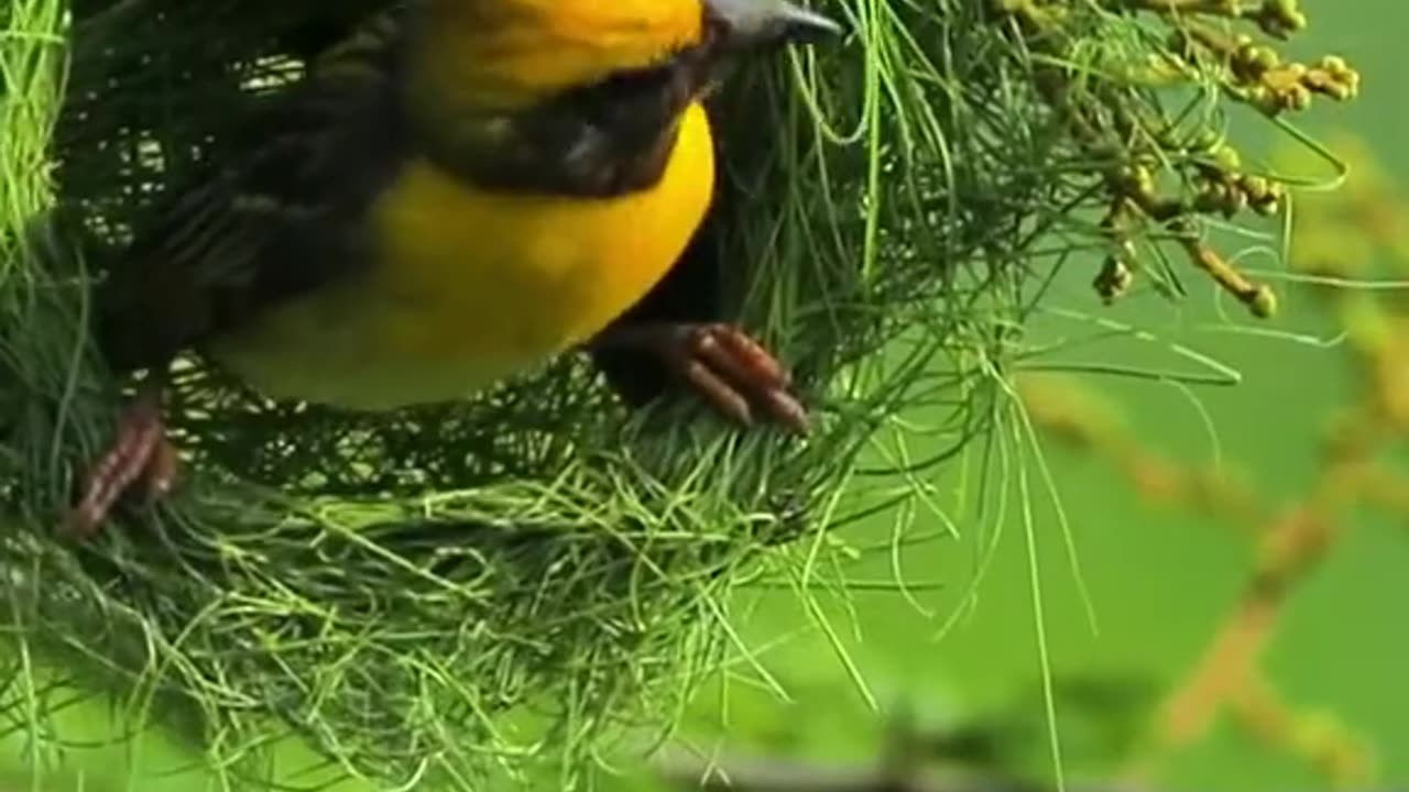 bird master weaver of nest building