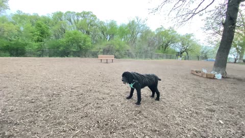 Predator Poodle tackling German Shepherd