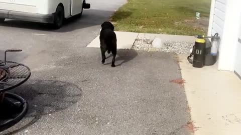 Dog LOVES Postal Worker