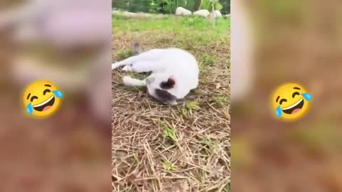 Funny animals 2022 😹 Funny cats dogs Funny animal videos funny cat