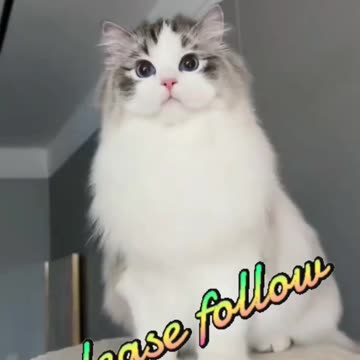 kitty cat video | Cute cat videos | Pet Animal video | Kittycat video |