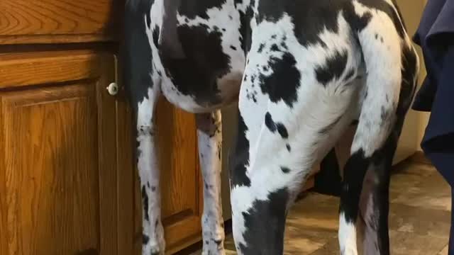 THE GREAT DANE Dog Video 76 - Great Dane Compilation - Tallest Dog in The World