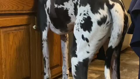 THE GREAT DANE Dog Video 76 - Great Dane Compilation - Tallest Dog in The World