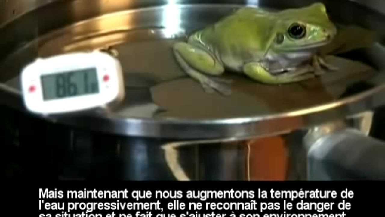 L'Allégorie de la grenouille