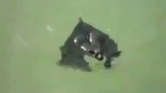 Bats can swim, and they are good at it