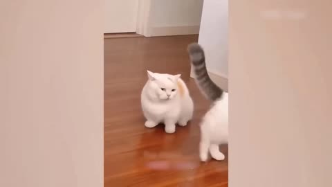 "World's Hilarious Animal Fail: When Animals Attempt Human Dance Moves – Global LOL Sensation!"