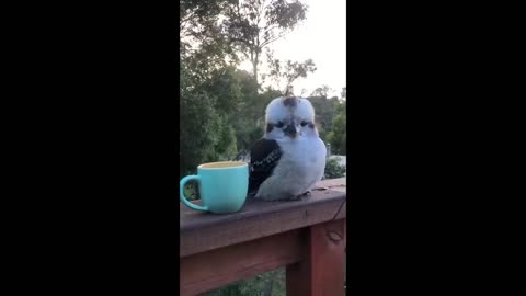 UNUSUAL MEMES COMPILATION