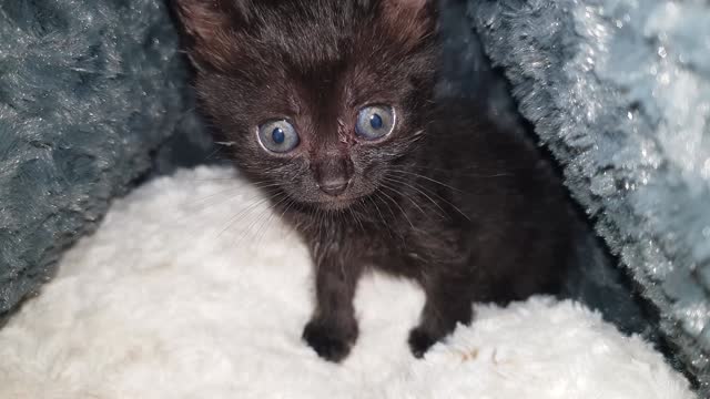 Cat Animal Kitten Kitty Eye Gray Nature 🤩🤩