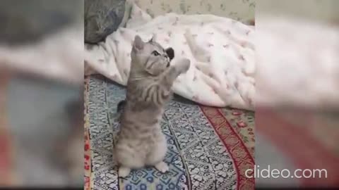 CAT GROWTHING
