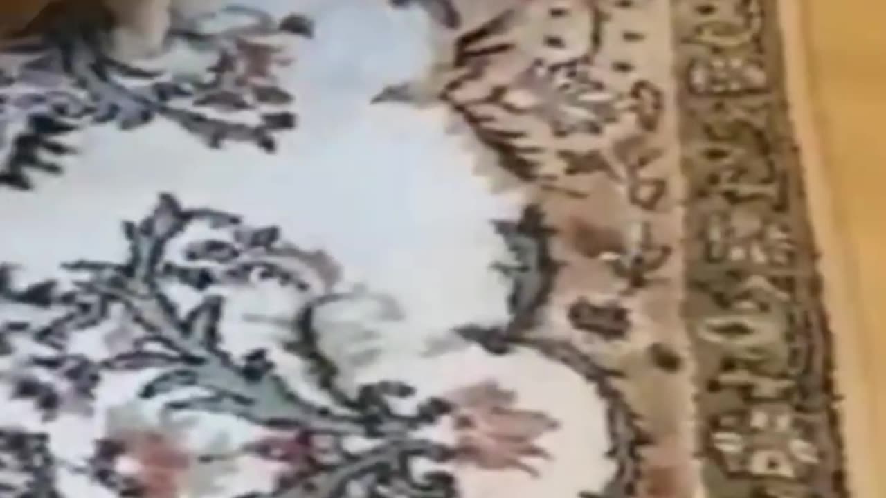 Cat๐ฑ๐ Funny
