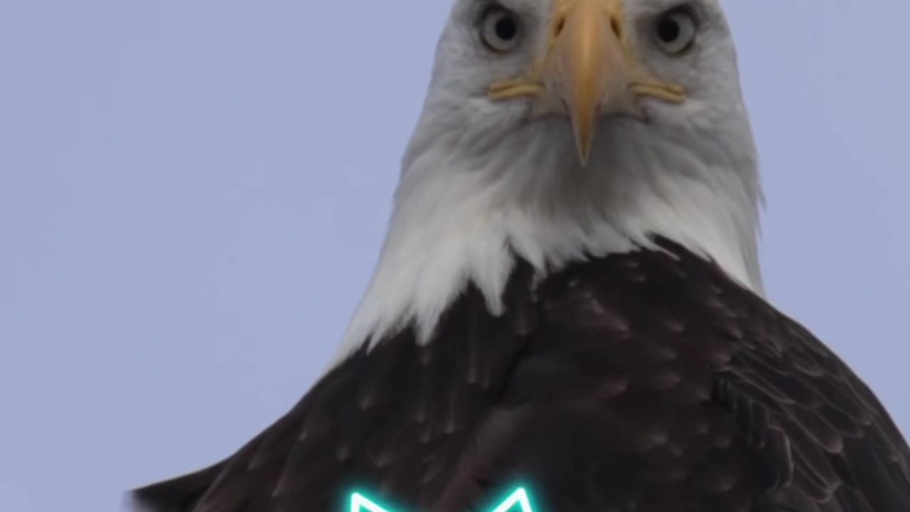 Interesting Bald Eagle Fact | Sharp Beak #baldeagle #americansymbol #eagle #birds #america