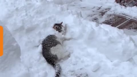 Cat Fun with Snow !!!