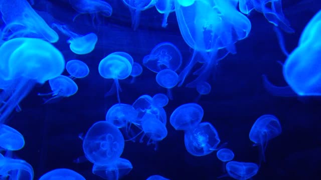 jellyfish swim in blue aquarium