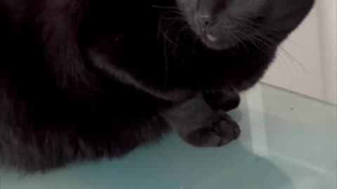 Adopting a Cat from a Shelter Vlog - Cute Precious Piper Sees the Cat in the Desktop #shorts