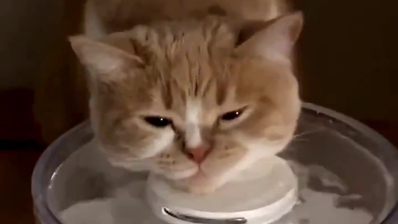 Kitty didn't read the instruction manual