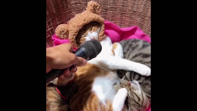 Funniest Animals - Best Of The 2022 Funny Animal Videos