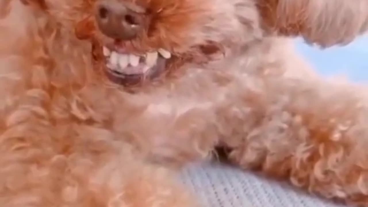 funny dogs