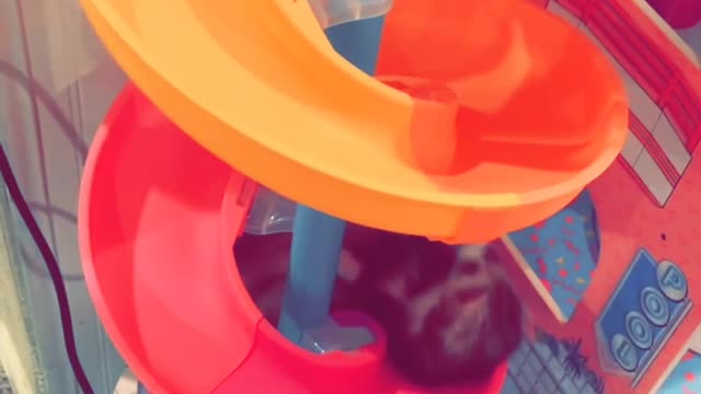 Ferret Swirls Down Dollhouse Slide