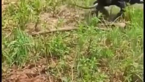 Amazing animal Animal Fight (2023)