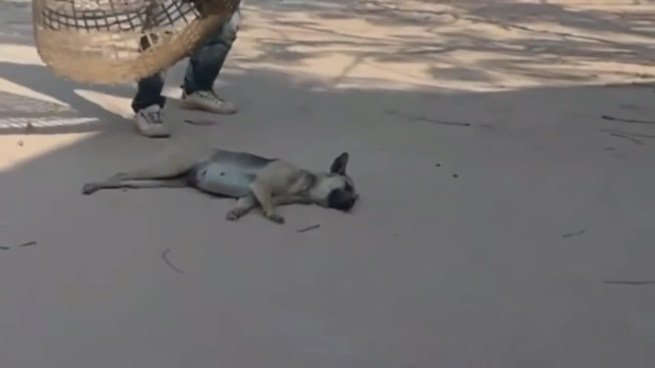 Funny Animal video