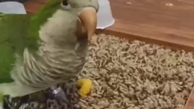 Funny Parrots Compilation