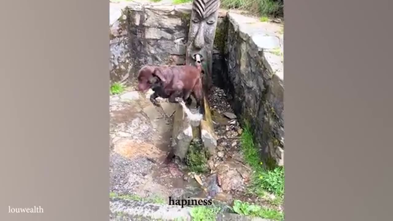 Laugh Till You Cry With These FUNNY ANIMAL Videos