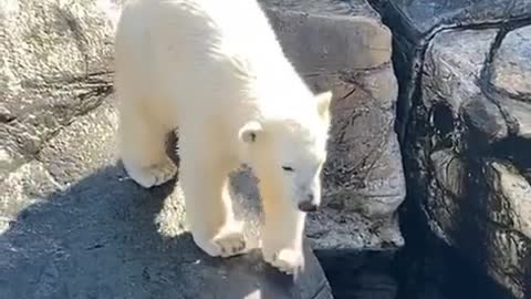polar bear diving