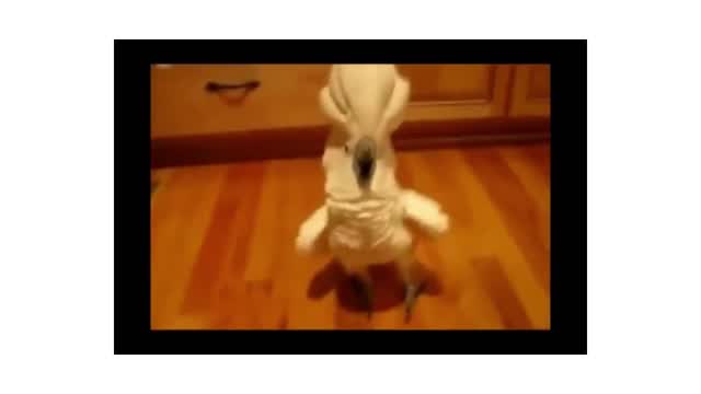 funny pets animal videos
