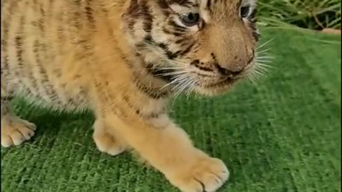 Baby tiger goes for a walk